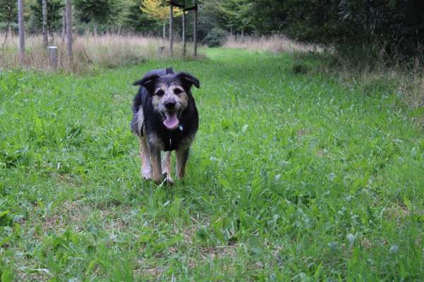 Die Dogorama Kalender Challenge Titelbild-Beitrag-Bild