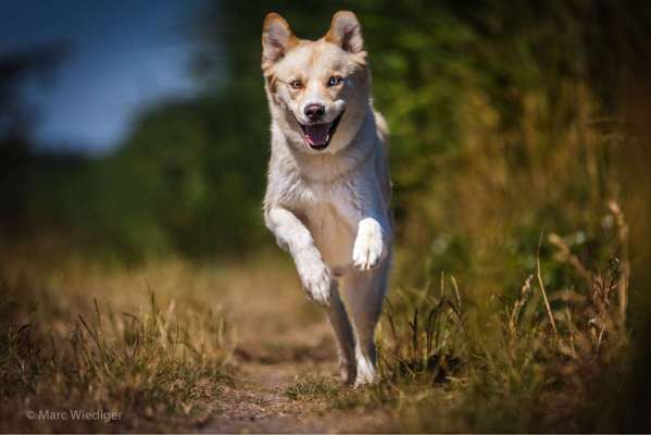 Labradorfans-Beitrag-Bild