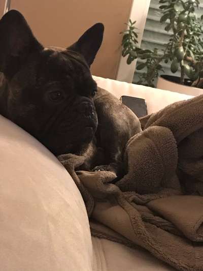 Französische Bulldoggen-Beitrag-Bild