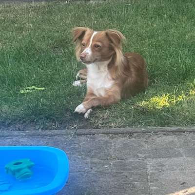 Podenco/Mischlinge hier? :-)-Beitrag-Bild