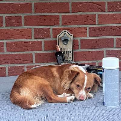 Podenco/Mischlinge hier? :-)-Beitrag-Bild