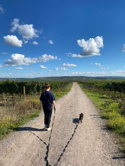 Hundetreffen-Spaziergänge mit Trainingseffekt und anschließendem Spielen-Bild