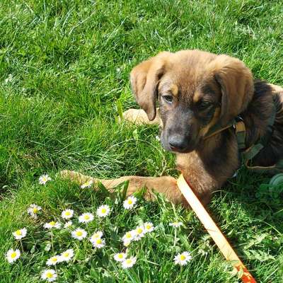 Hundetreffen-Spaziergänge und spielen-Bild