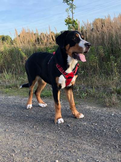 Weitere Große Schweizer Sennenhunde (oder andere große Rassen) hier?-Beitrag-Bild