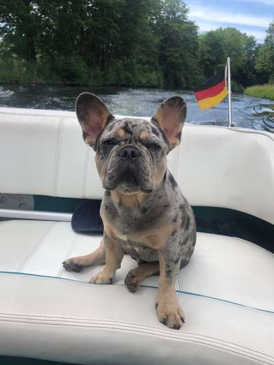 Die Dogorama Wochen Challenge: “Dein Hund im Urlaub”-Beitrag-Bild