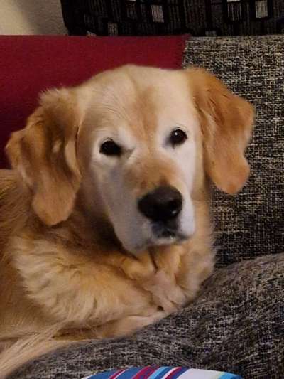 Wo sind die Golden Retriever Liebhaber?-Beitrag-Bild