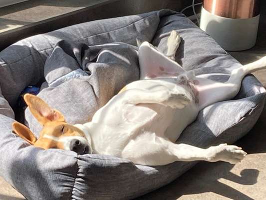 Auslandstierschutz-Beitrag-Bild