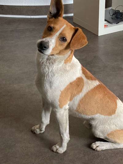 Auslandstierschutz-Beitrag-Bild