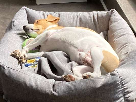 Auslandstierschutz-Beitrag-Bild