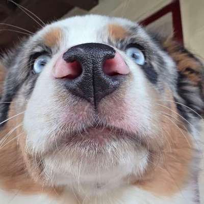 Hundetreffen-Spieltreffen-Bild