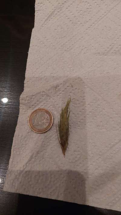 Impfreaktion nach Letifend?-Beitrag-Bild