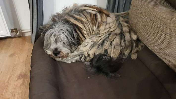 Bergamasker Hirtenhunde oder Bearded Collies hier?-Beitrag-Bild