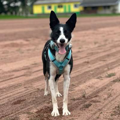 Hundetreffen-Suche Hundebuddys für Spaziergänge und Spiel-Bild