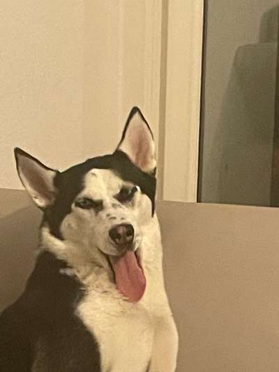 Lustigsten Grimassen von euren Hunden-Beitrag-Bild