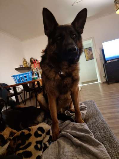 Alles rund um den Schäferhund, diskutieren erwünscht.-Beitrag-Bild