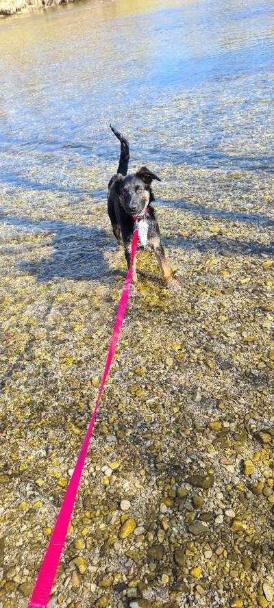 Dogorama-Monats-Challenge-Mai "Wasser"-Beitrag-Bild