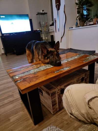 Deutsche Schäferhunde, Belgische Schäferhunde.-Beitrag-Bild