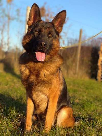 Deutsche Schäferhunde, Belgische Schäferhunde.-Beitrag-Bild