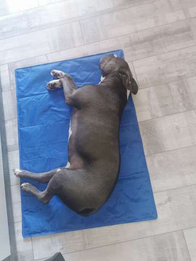 Kühlmatte-Beitrag-Bild