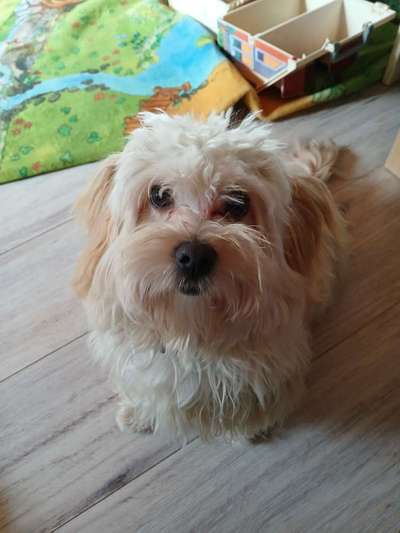 Hundetreffen-Suche Spiel und Gassi Freunde für Sammy-Bild