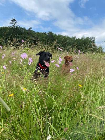 Bester Freund, Hundekumpel - zeigt her!-Beitrag-Bild