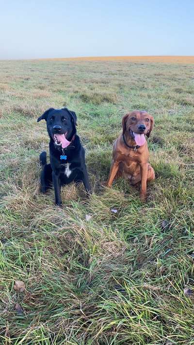 Bester Freund, Hundekumpel - zeigt her!-Beitrag-Bild