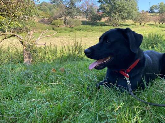 Welpenfotos-Beitrag-Bild