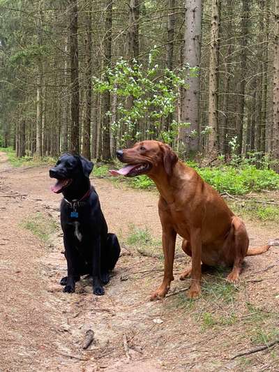 Bester Freund, Hundekumpel - zeigt her!-Beitrag-Bild