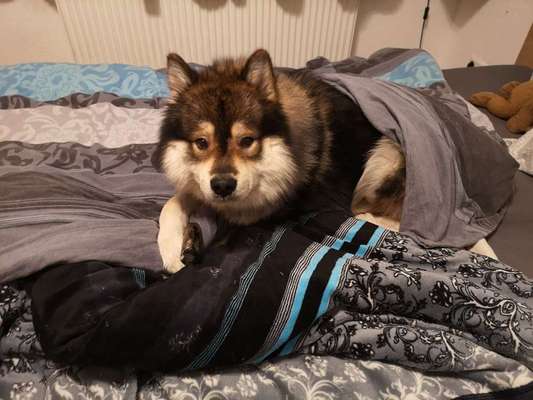 Eurasier-Beitrag-Bild