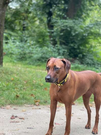 Rhodesian Ridgeback-Beitrag-Bild