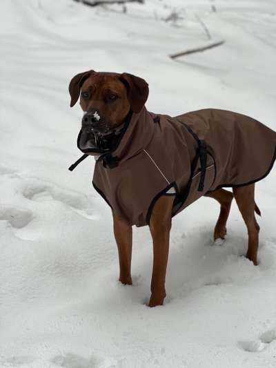 Hundetreffen-Ridgeback Treffen Frankfurt-Bild