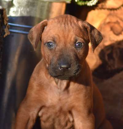 Als Welpen sind sie alle noch süßer-Beitrag-Bild