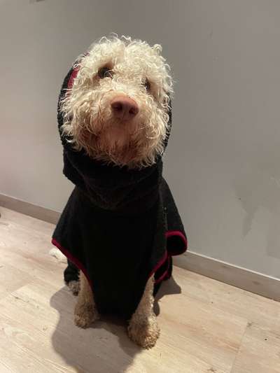 Lagotto Romagnolo Besitzer-Beitrag-Bild