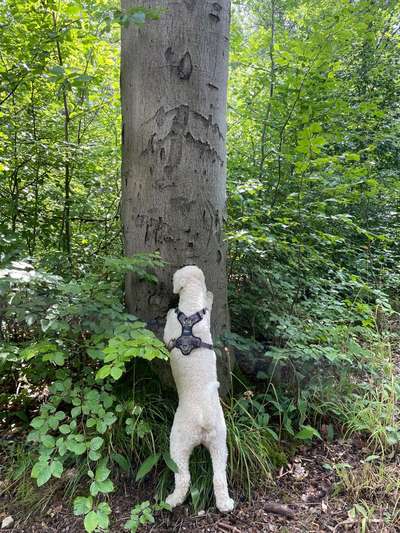Lagotto Romagnolo Besitzer-Beitrag-Bild