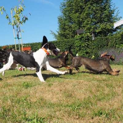 Hundetreffen-Gassirunde und Spielen auf dem Rieselfeld-Bild