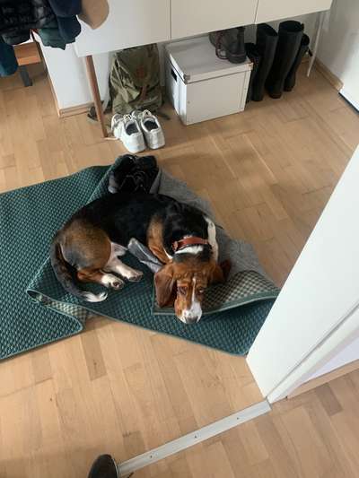 Seltene Rassen!-Beitrag-Bild