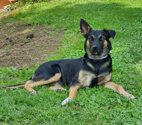 Hundetreffen-Spielkameraden für unsere junge Hündin gesucht 🐶-Bild