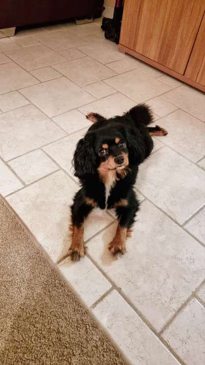 Dogorama Photo Challenge - Hundeblick zum hinschmelzen-Beitrag-Bild