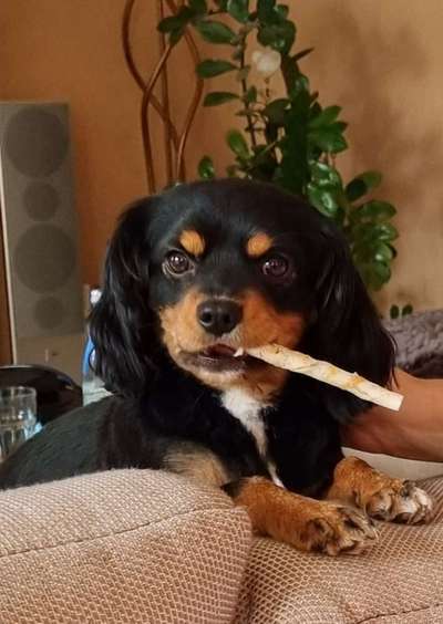 Mischlingshunde Foto Aufruf-Beitrag-Bild