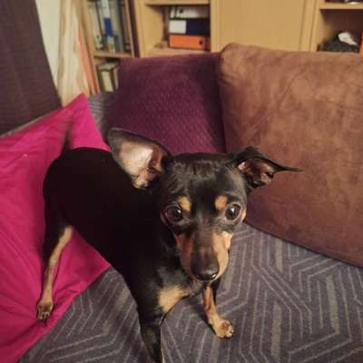 Wo sind die Zwergpinscher?-Beitrag-Bild