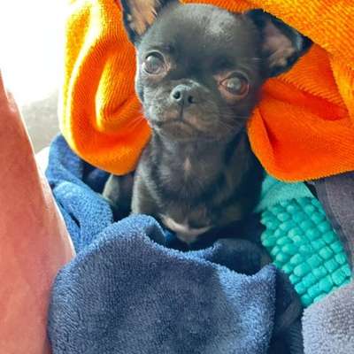 Hundetreffen-Gassi und Hundefreund gesucht-Bild