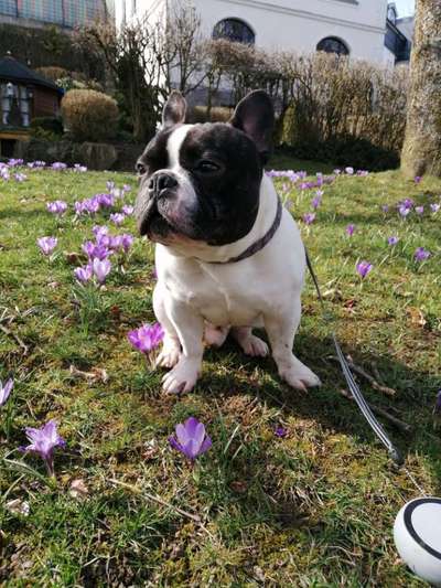 Die Dogorama Monats Challenge "Es grünt und blüht"-Beitrag-Bild