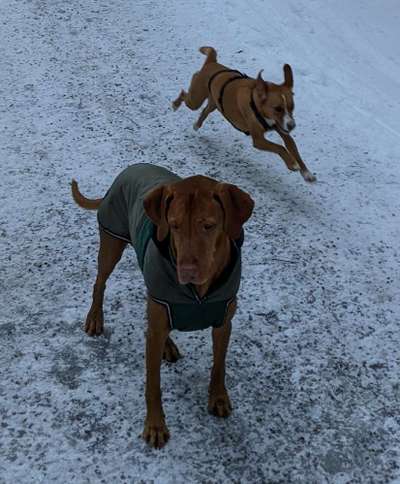 Hundetreffen-Gemeinsame Spaziergänge in Oberstdorf-Bild