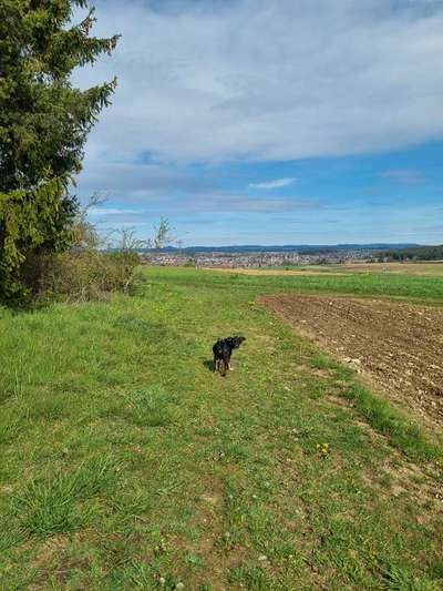 Hundeauslaufgebiet-Brigachtal um Villingen-Bild