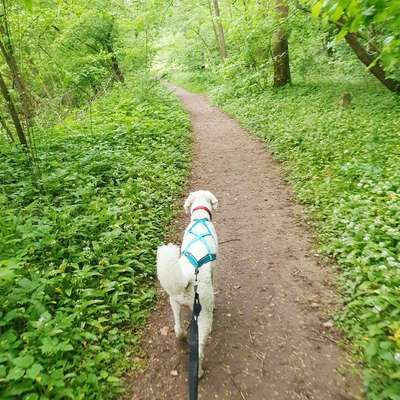 Hundetreffen-Mantrailing Partner/in gesucht-Bild