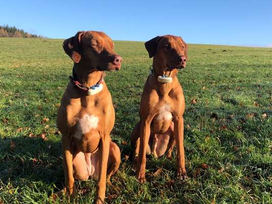 BIG LOVE :) mit 2 Hunden❣️-Beitrag-Bild