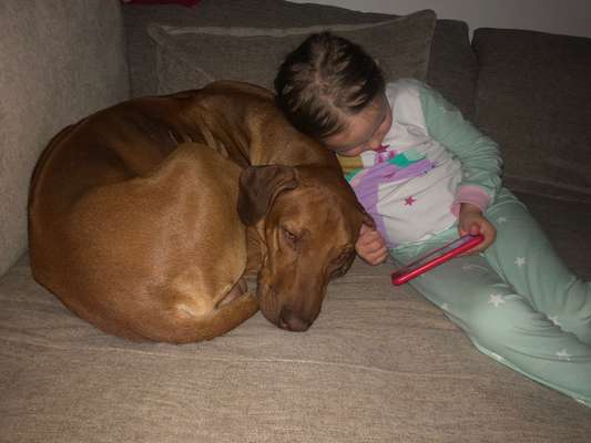 Rhodesian Ridgeback-Beitrag-Bild