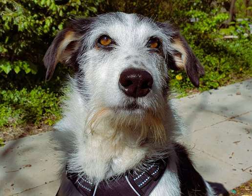 Mischlingshunde Foto Aufruf-Beitrag-Bild