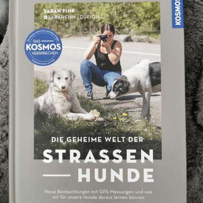 Stress bei Hunden durch Vermenschlichung?-Beitrag-Bild