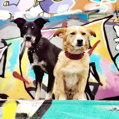 Stress bei Hunden durch Vermenschlichung?-Beitrag-Bild